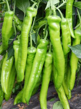 东光专业育苗厂,海兴螺丝椒苗\薄皮辣椒苗2026