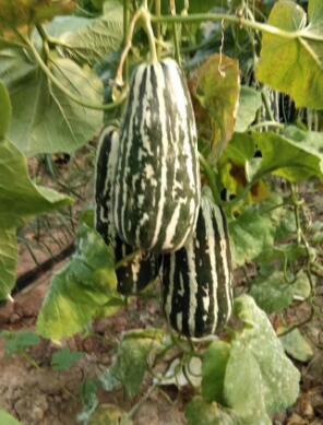 南宫哪里卖绿宝甜瓜苗,沙河育羊角蜜、博洋9甜瓜苗厂